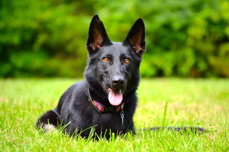 Anna - Nashville K-9 - Nashville Dog Training