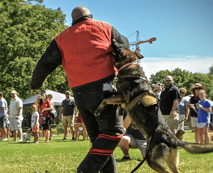 are police dogs actually trained